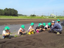 ひまわり②