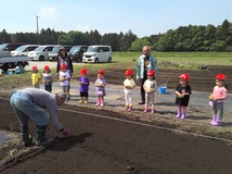 ひまわり⑤