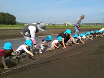 ひまわり③